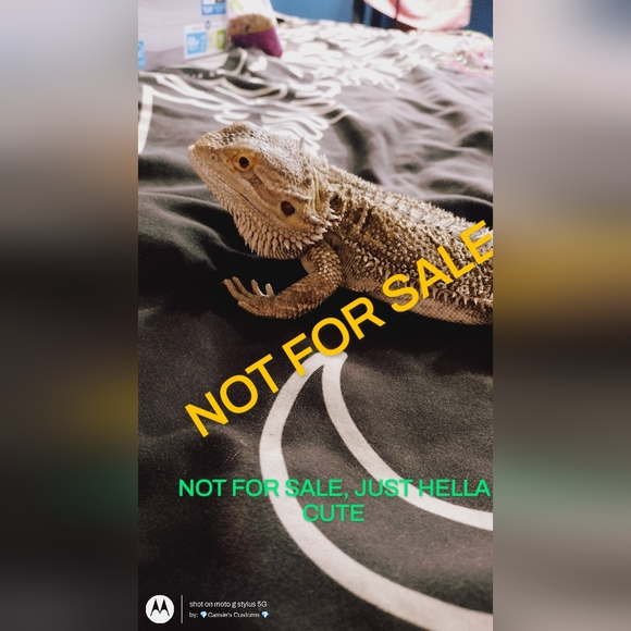 Baphomet the Bearded dragon - Picture 1 of 7